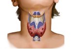 7. Щитовидная железа-1.jpg